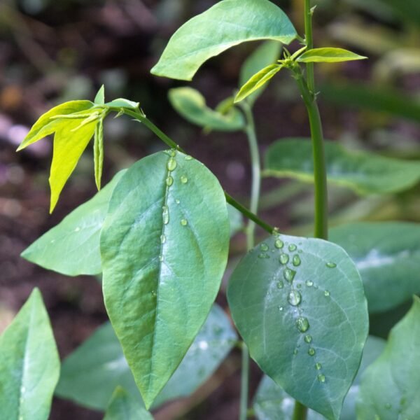 Bồ Ngót