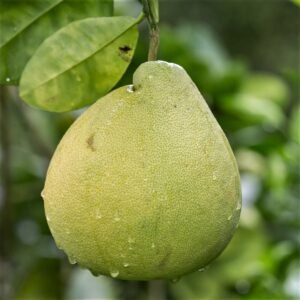 Bưởi Năm Roi (Ghép)