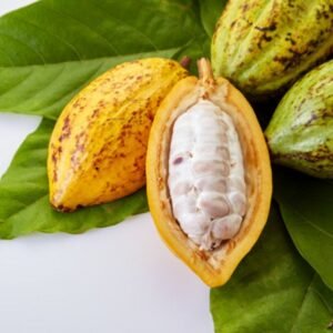 Cacao