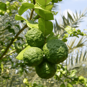 Chúc (Chanh lá số 8)