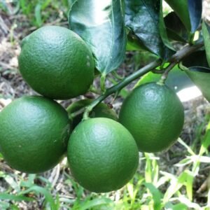 Chanh Giấy Limca (cây chiết)