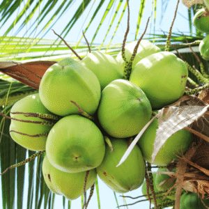 Dừa Xiêm Xanh Lùn