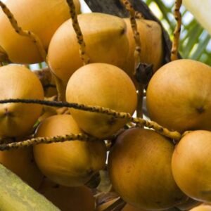 Dừa Ẻo Đỏ (Xiêm Dây Đỏ)