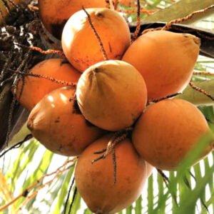Dừa Sri Lanka