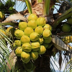 Dừa Xiêm Lục