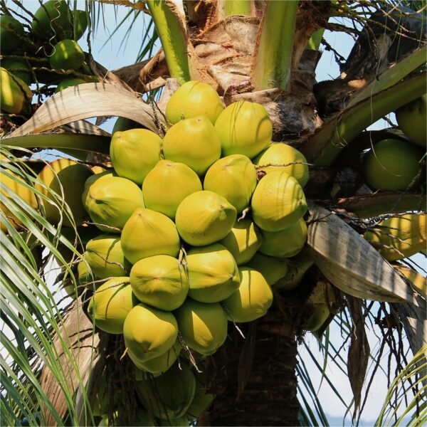 Dừa Xiêm Lục