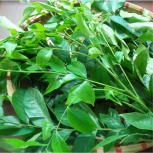Mắc Mật