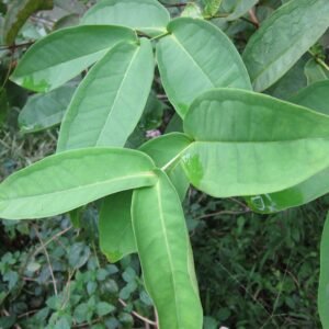 Cây Vối