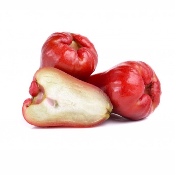 Mận An Phước (Cây Nhỏ)