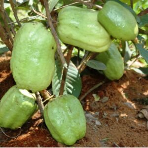 Ổi Xá Lị Không Hạt