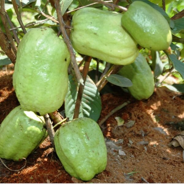 Ổi Xá Lị Không Hạt