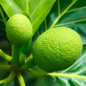 Sa Kê (Bầu Lớn)