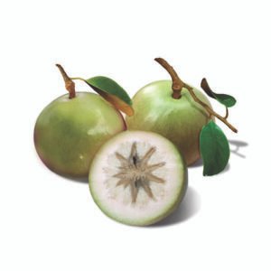 Vú Sữa Lò Rèn