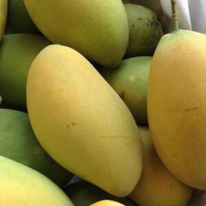 Xoài Cát Hòa Lộc
